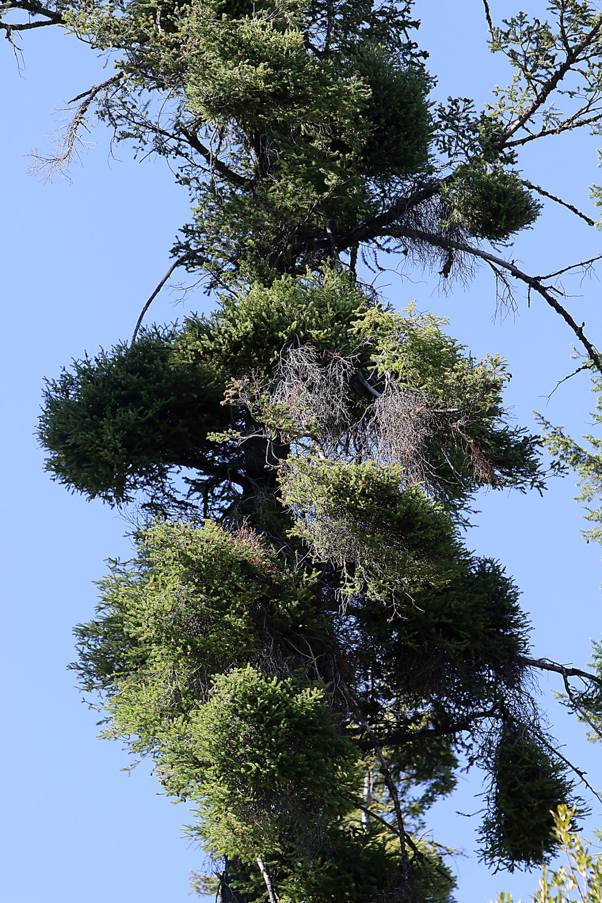 Bogus Basin tree removal